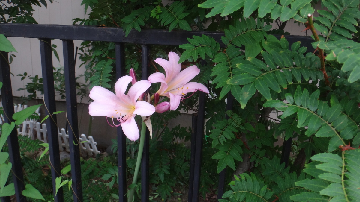 f:id:cafelegume:20190727223637j:plain