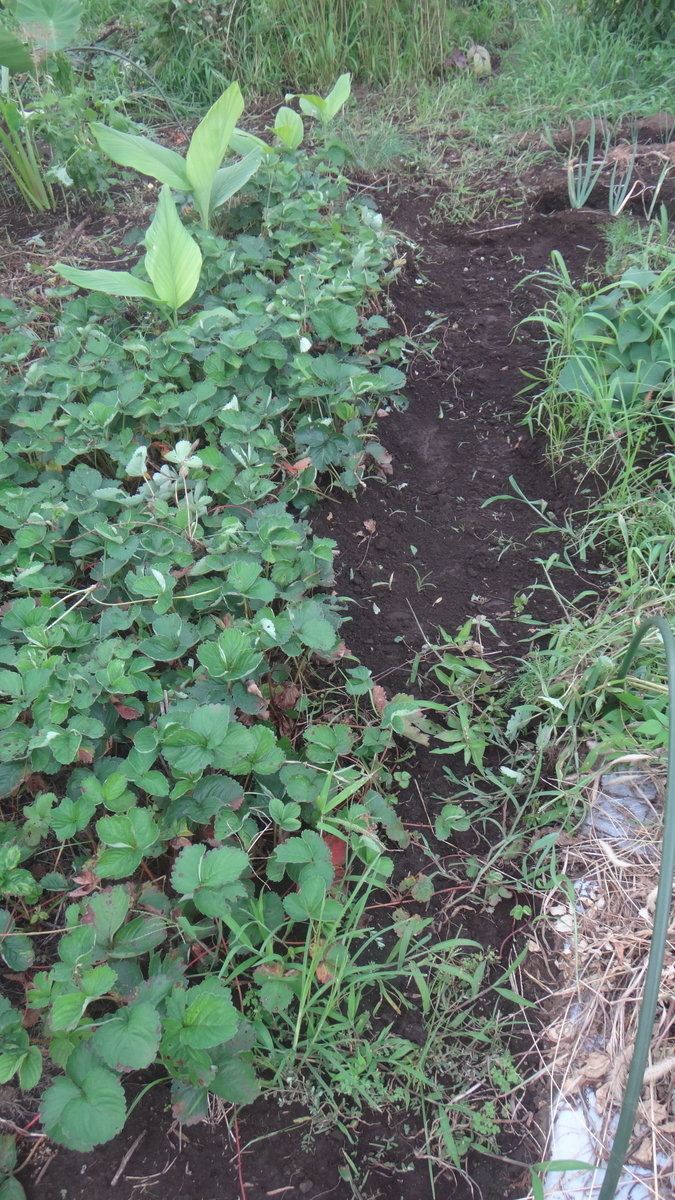f:id:cafelegume:20190728221757j:plain