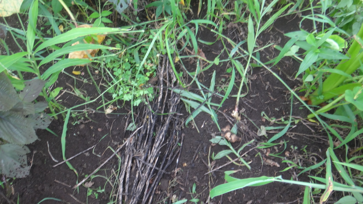 f:id:cafelegume:20190728222741j:plain
