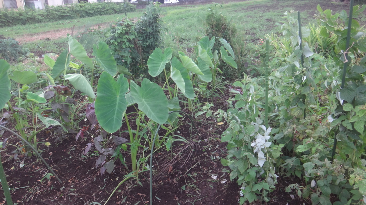 f:id:cafelegume:20190728223113j:plain
