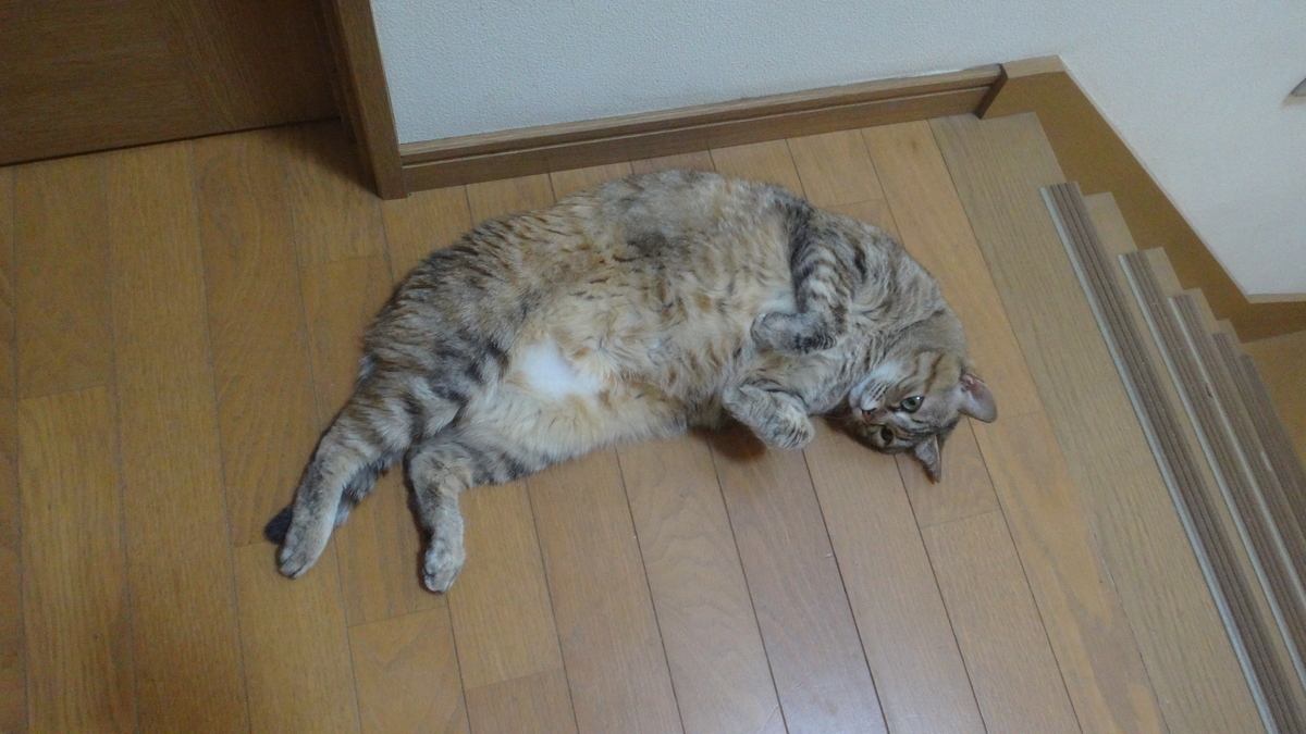 f:id:cafelegume:20190801220926j:plain