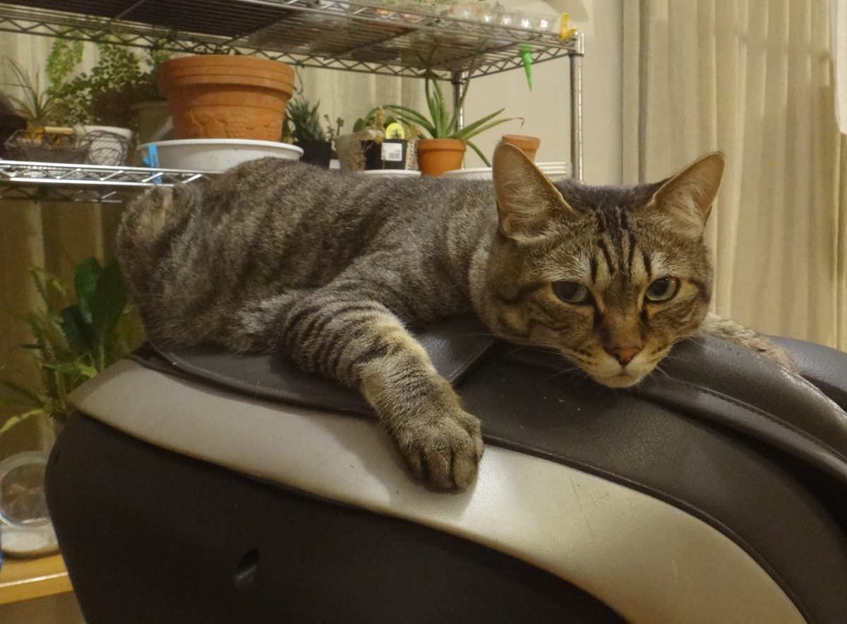 f:id:cafelegume:20190801223535j:plain