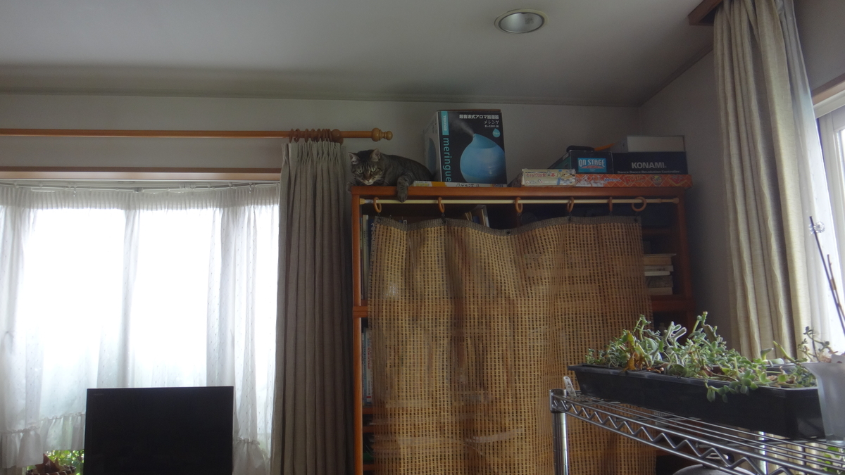 f:id:cafelegume:20190801231037j:plain