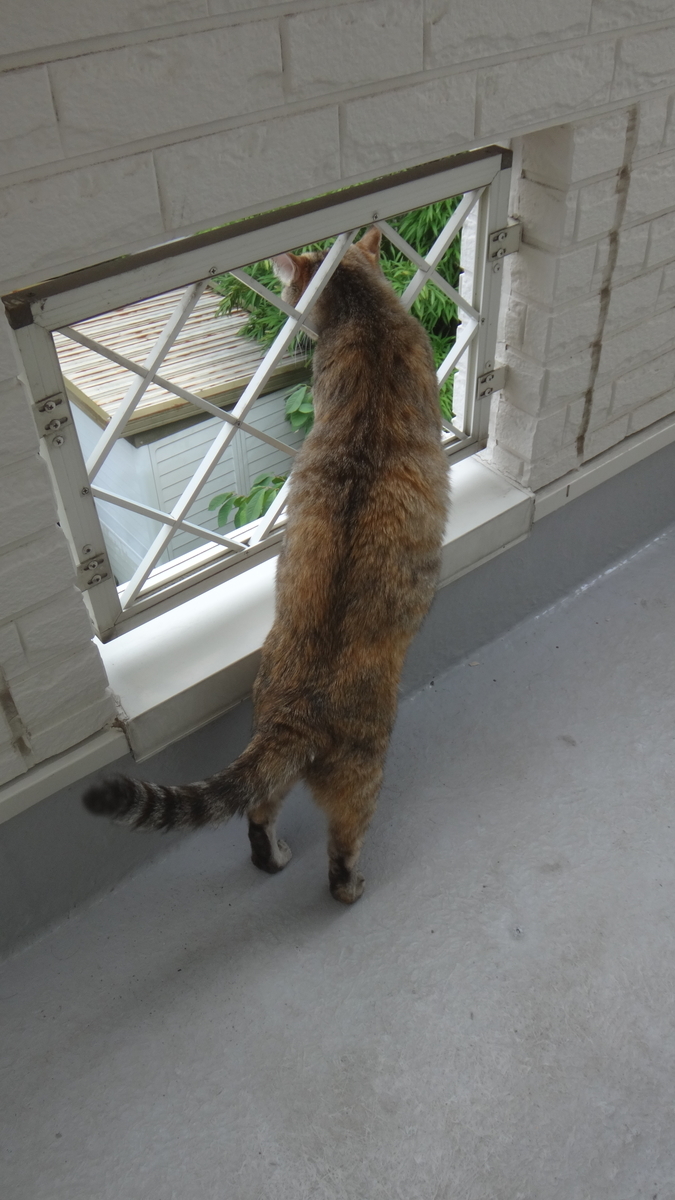 f:id:cafelegume:20190802225859j:plain f:id:cafelegume:20190802225859j:plain