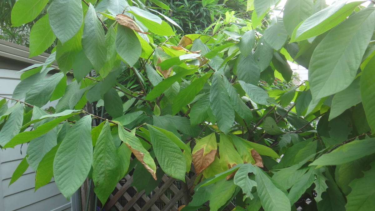 f:id:cafelegume:20190802230003j:plain f:id:cafelegume:20190802230003j:plain