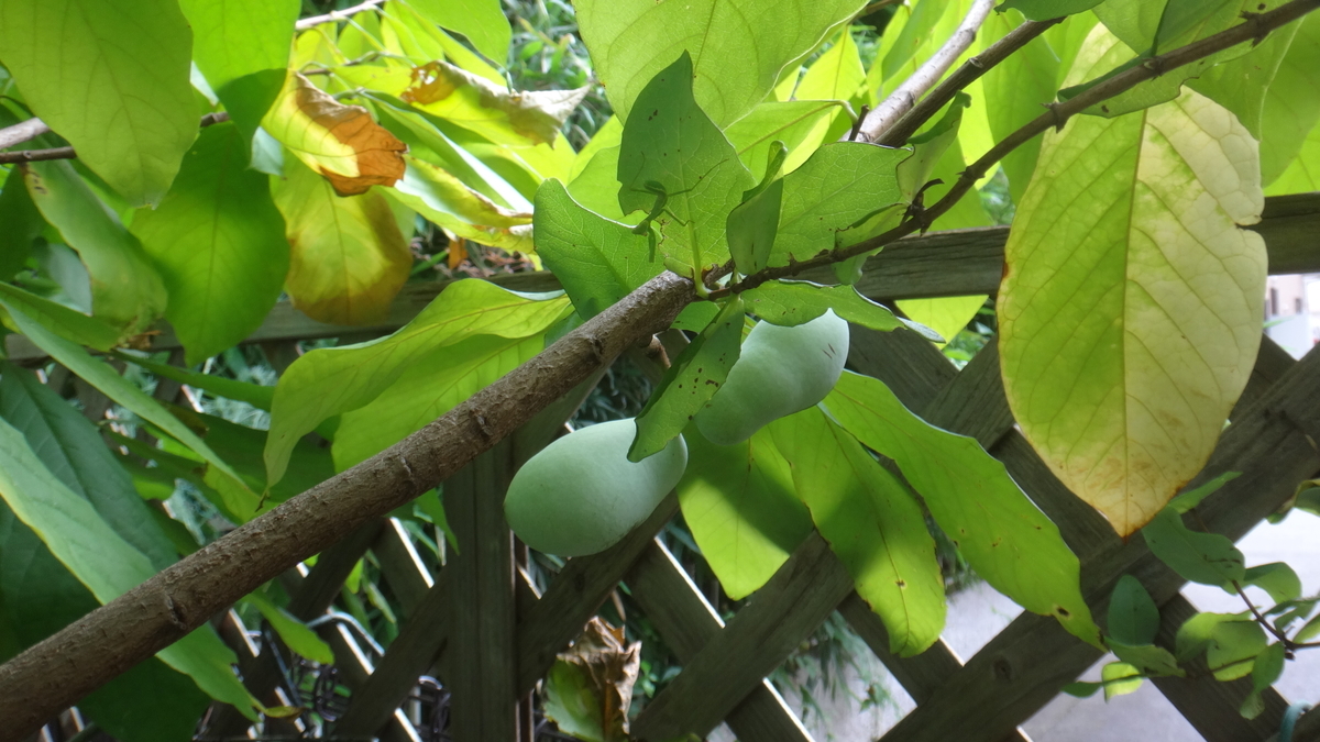 f:id:cafelegume:20190802230141j:plain f:id:cafelegume:20190802230141j:plain