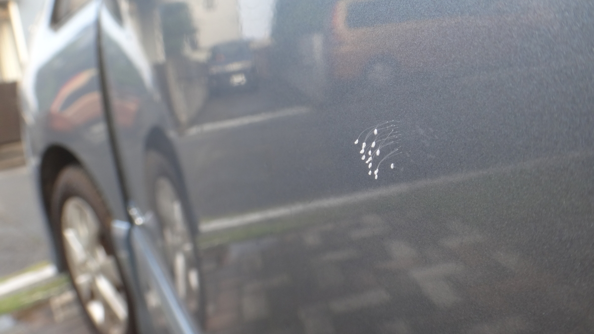 f:id:cafelegume:20190802231459j:plain f:id:cafelegume:20190802231459j:plain