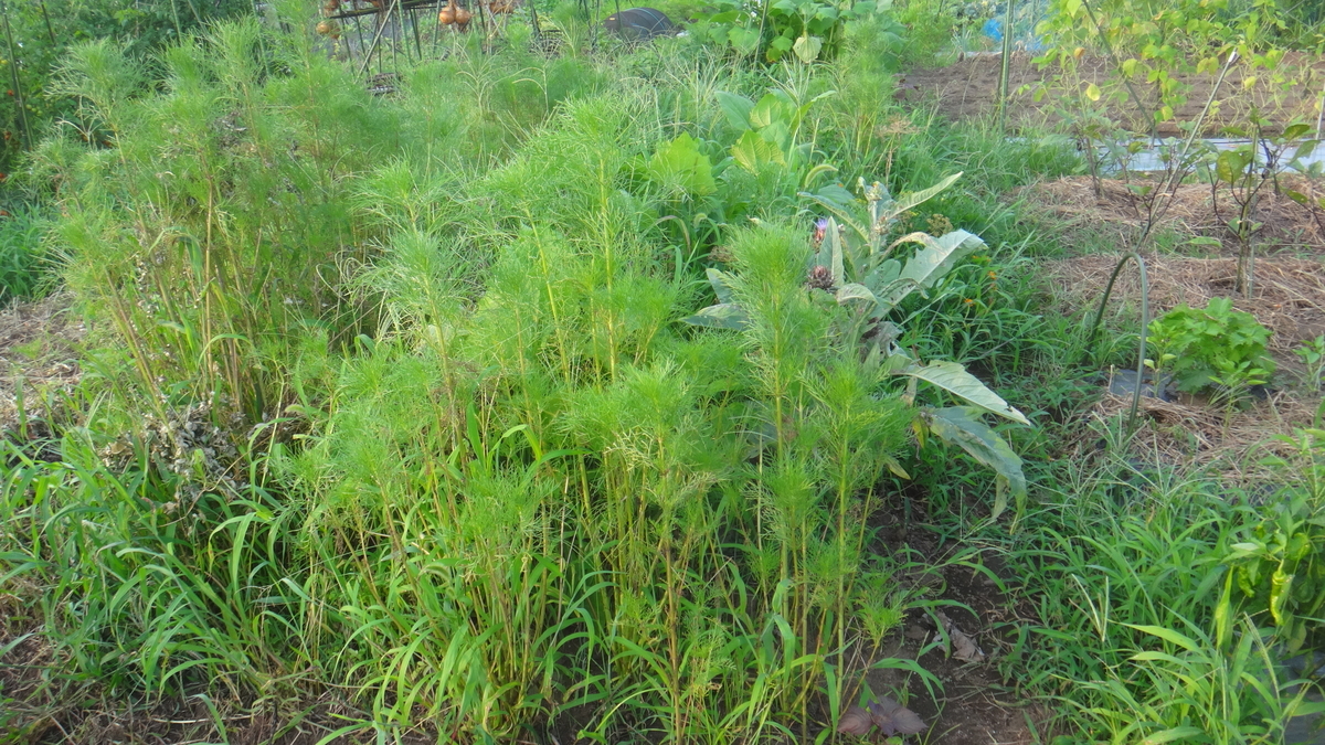 f:id:cafelegume:20190803220815j:plain