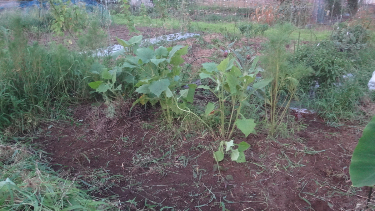 f:id:cafelegume:20190803221021j:plain
