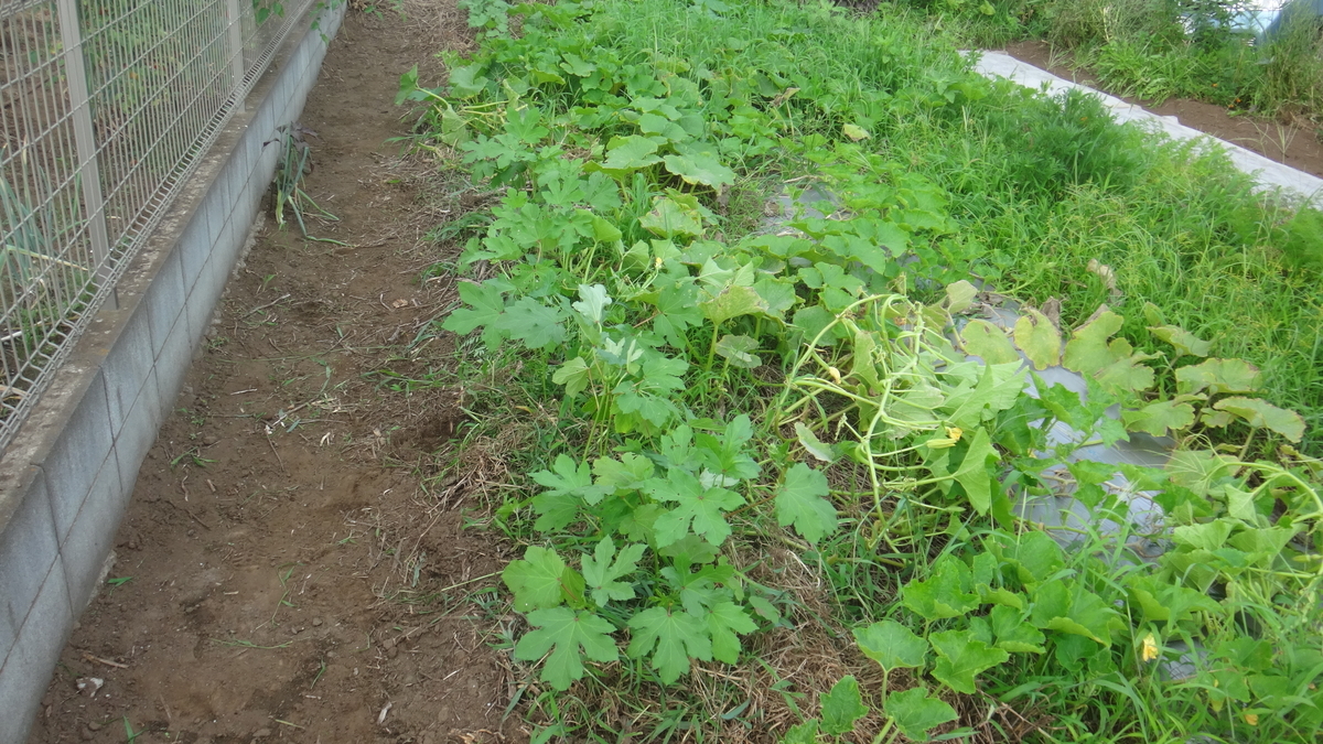 f:id:cafelegume:20190803222813j:plain