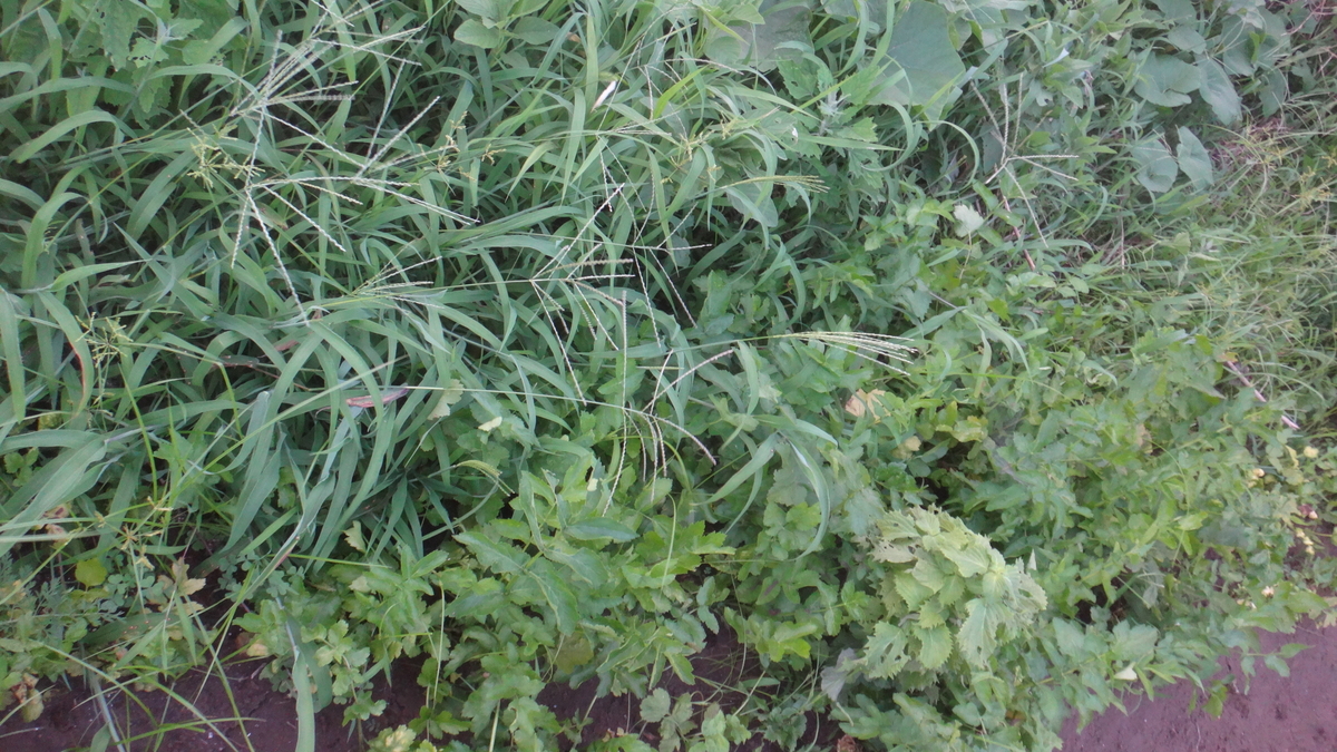 f:id:cafelegume:20190803225118j:plain