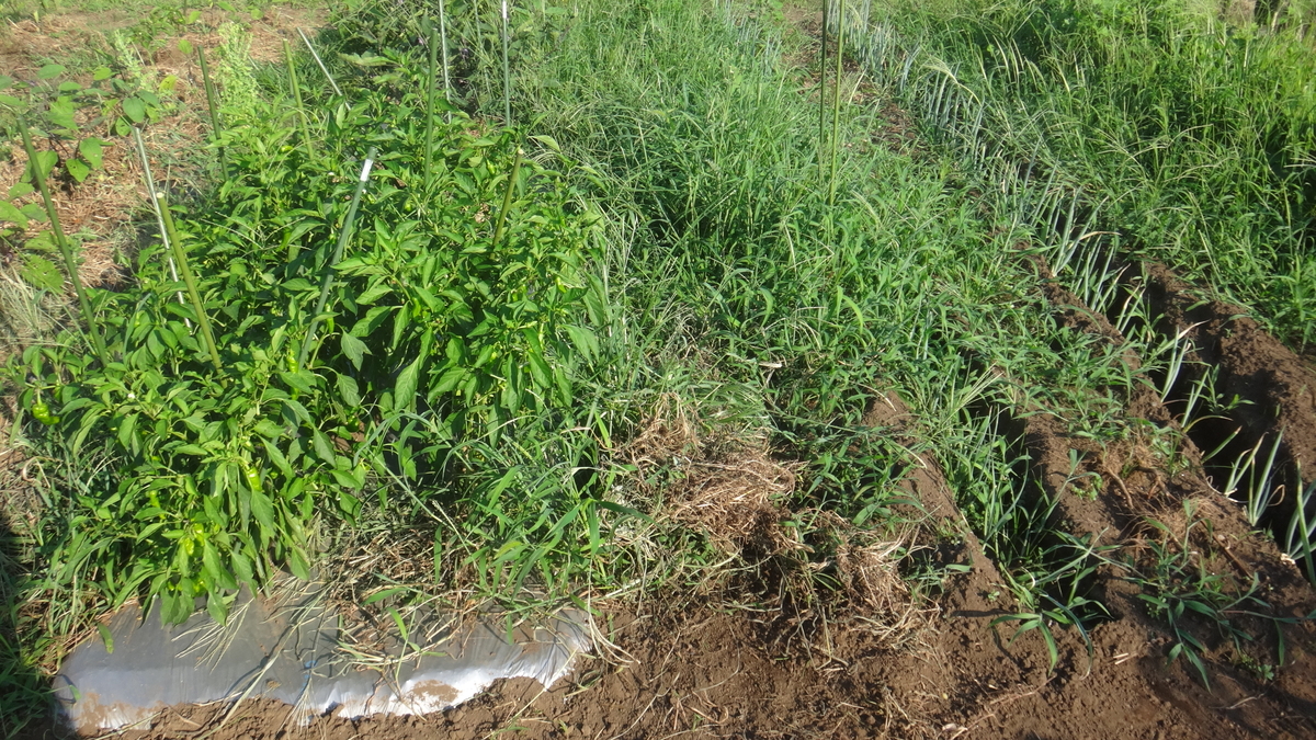 f:id:cafelegume:20190805002440j:plain