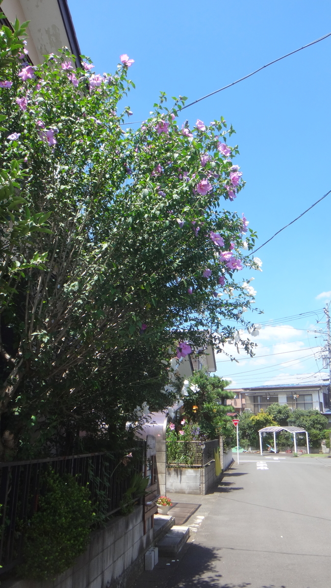 f:id:cafelegume:20190805221550j:plain