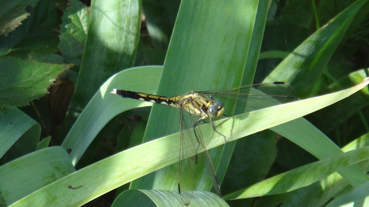 f:id:cafelegume:20190807230336j:plain f:id:cafelegume:20190807230336j:plain