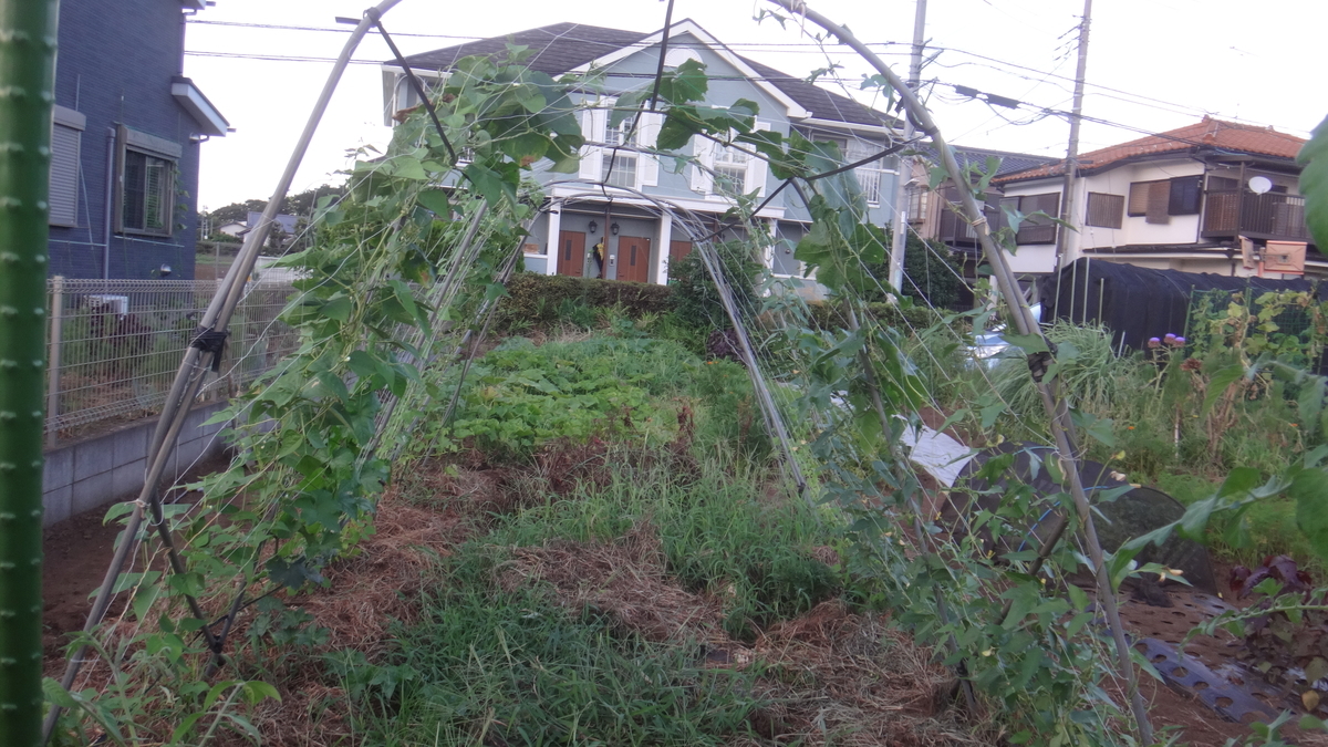 f:id:cafelegume:20190807232030j:plain f:id:cafelegume:20190807232030j:plain