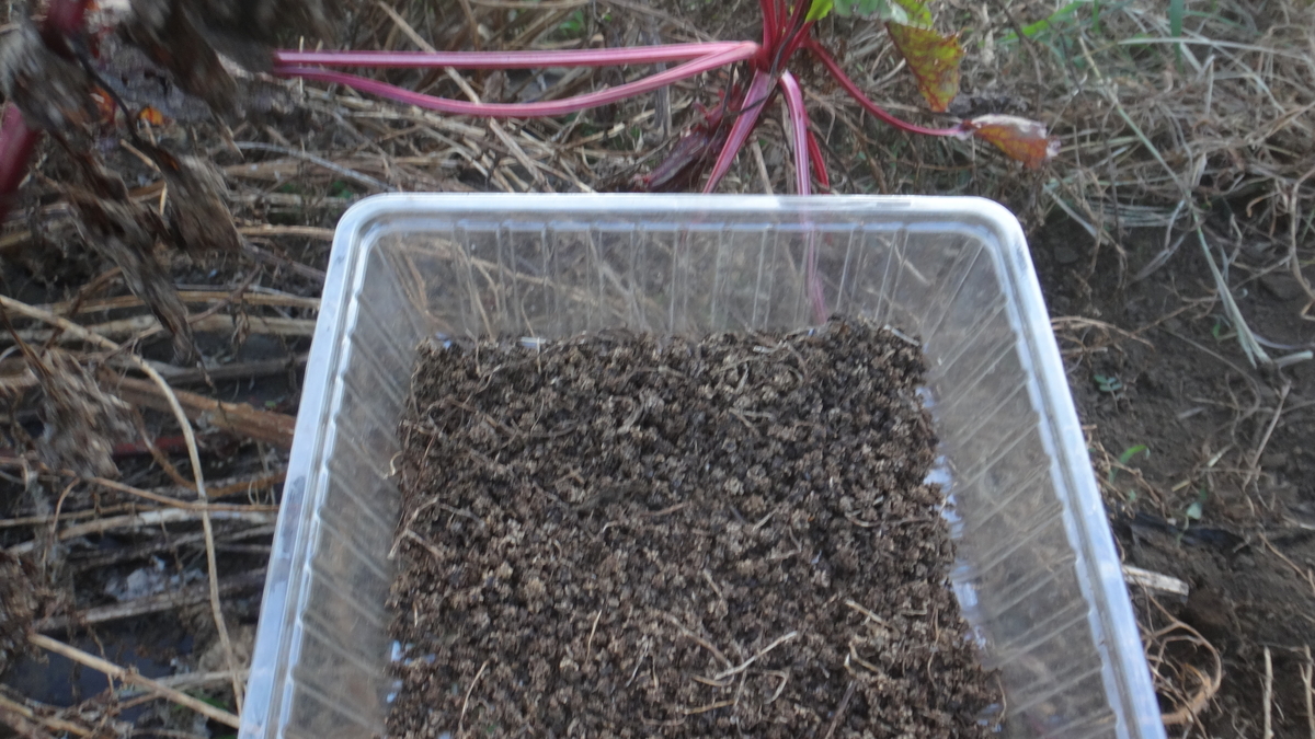 f:id:cafelegume:20190807232936j:plain f:id:cafelegume:20190807232936j:plain