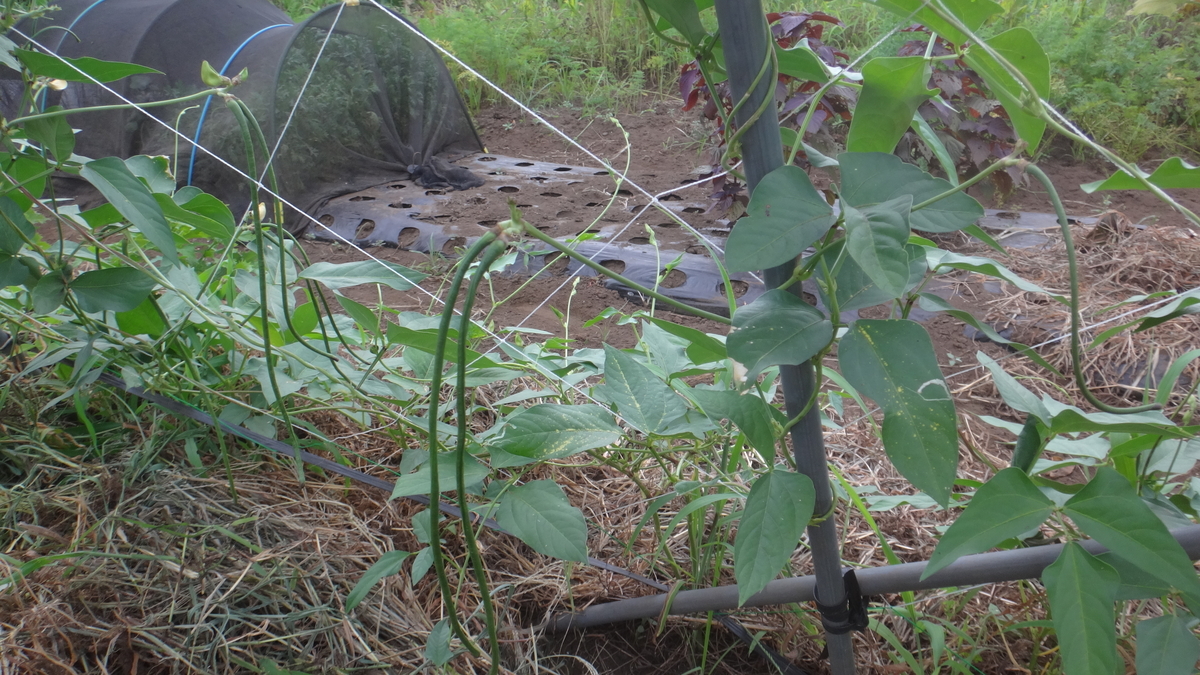 f:id:cafelegume:20190807234418j:plain f:id:cafelegume:20190807234418j:plain