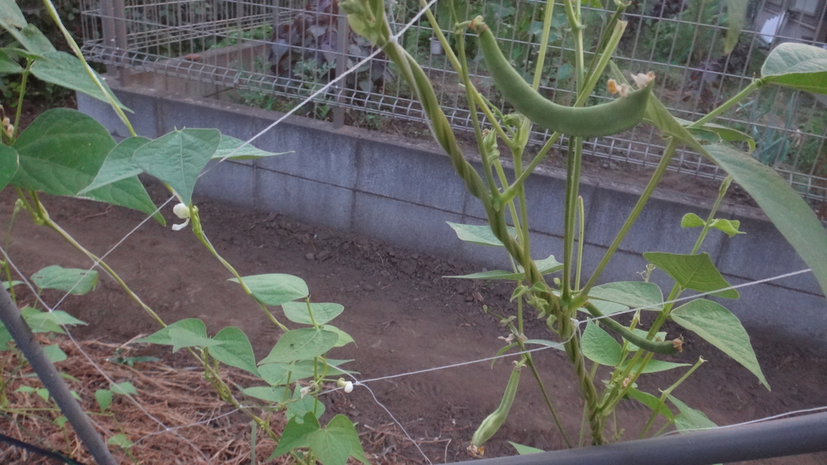 f:id:cafelegume:20190807234542j:plain f:id:cafelegume:20190807234542j:plain
