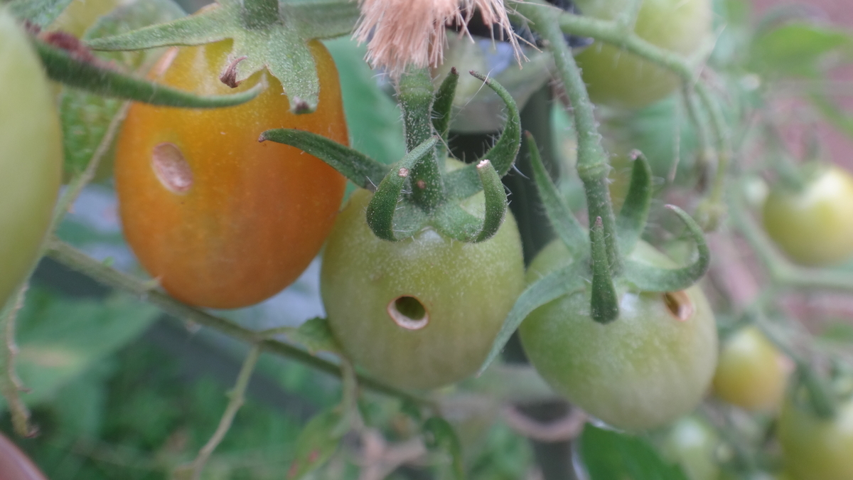 f:id:cafelegume:20190808224616j:plain