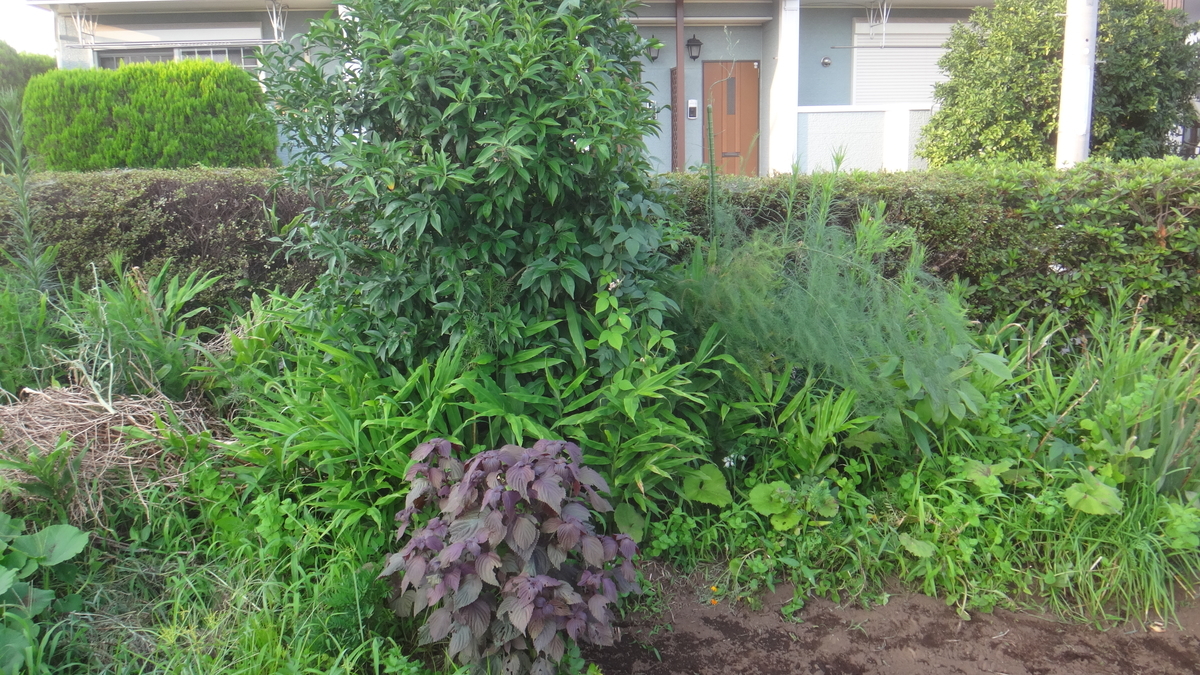 f:id:cafelegume:20190809205245j:plain f:id:cafelegume:20190809205245j:plain