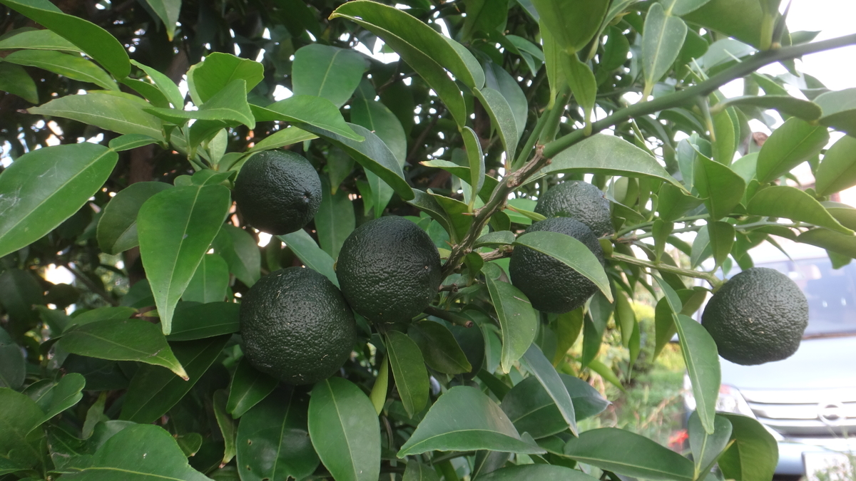 f:id:cafelegume:20190809205350j:plain f:id:cafelegume:20190809205350j:plain