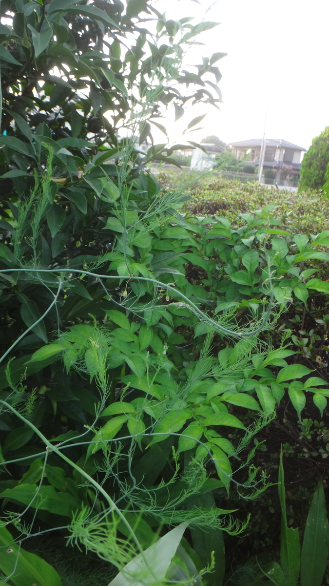 f:id:cafelegume:20190809205612j:plain f:id:cafelegume:20190809205612j:plain