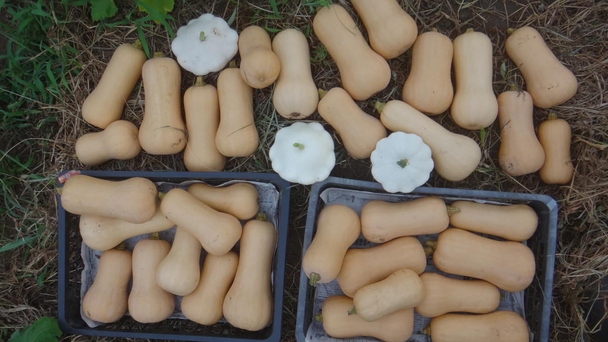 f:id:cafelegume:20190809215321j:plain f:id:cafelegume:20190809215321j:plain
