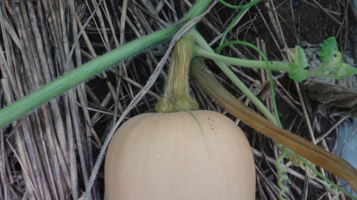 f:id:cafelegume:20190809215853j:plain f:id:cafelegume:20190809215853j:plain