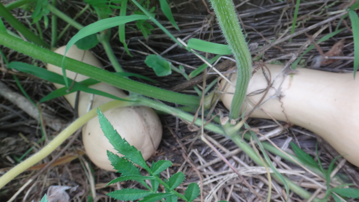 f:id:cafelegume:20190809220652j:plain f:id:cafelegume:20190809220652j:plain