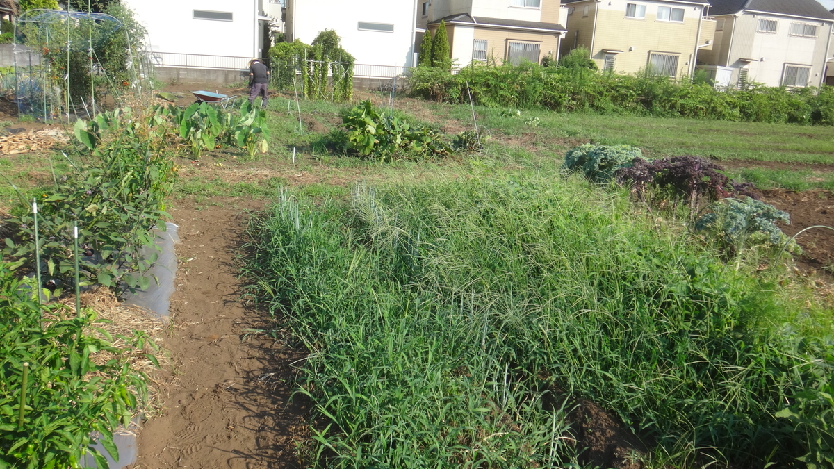 f:id:cafelegume:20190810224935j:plain