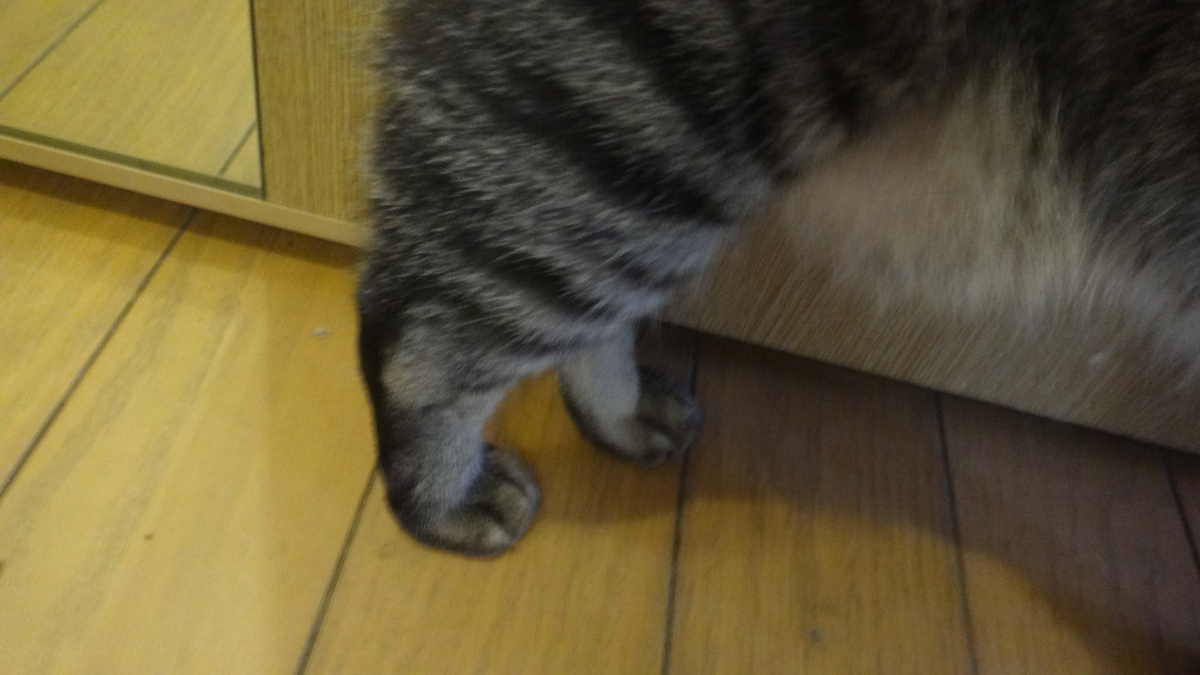 f:id:cafelegume:20190812233916j:plain