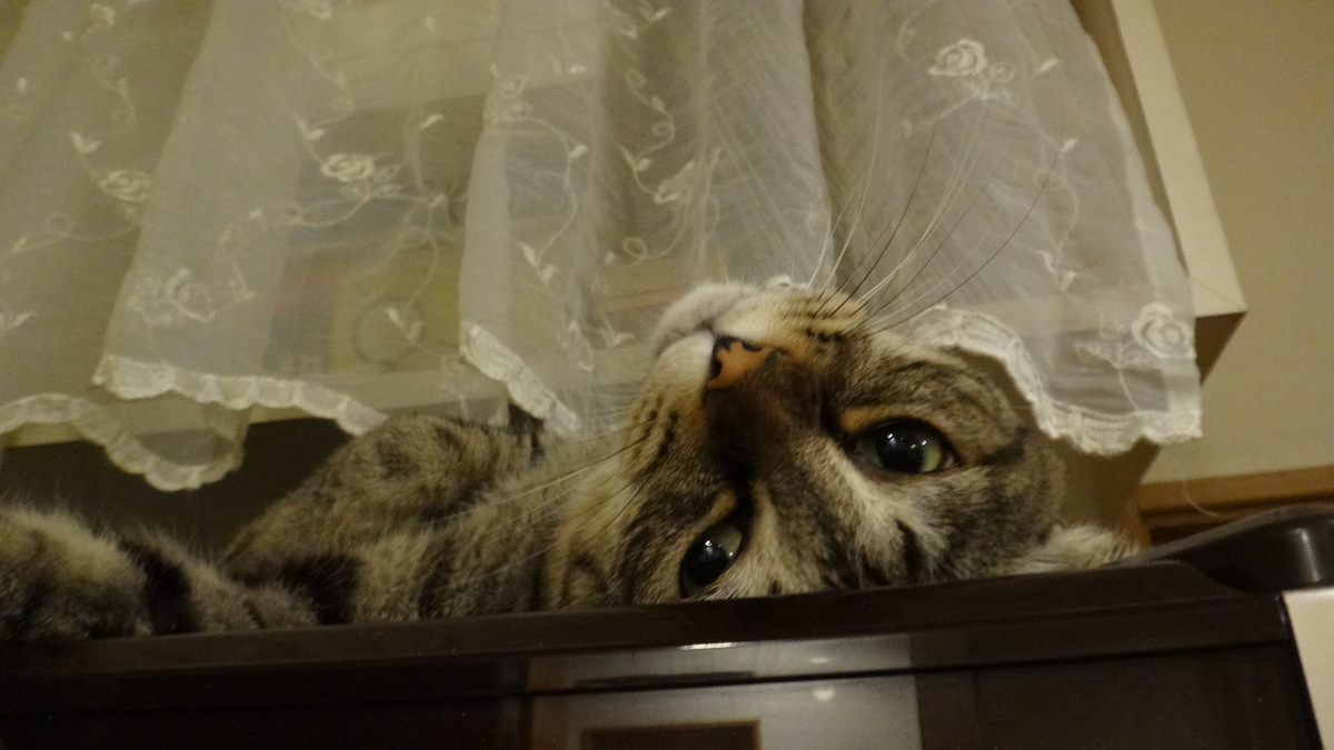 f:id:cafelegume:20190812235831j:plain