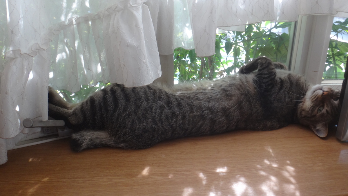 f:id:cafelegume:20190813002516j:plain
