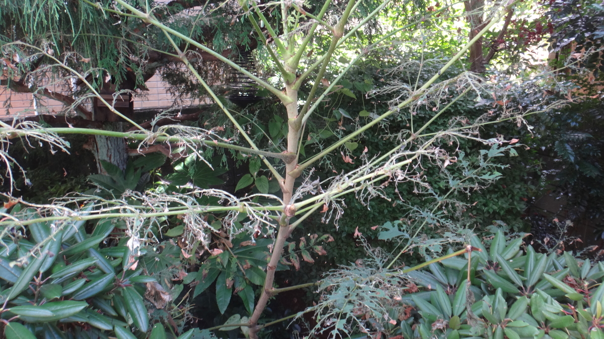 f:id:cafelegume:20190813230754j:plain f:id:cafelegume:20190813230754j:plain