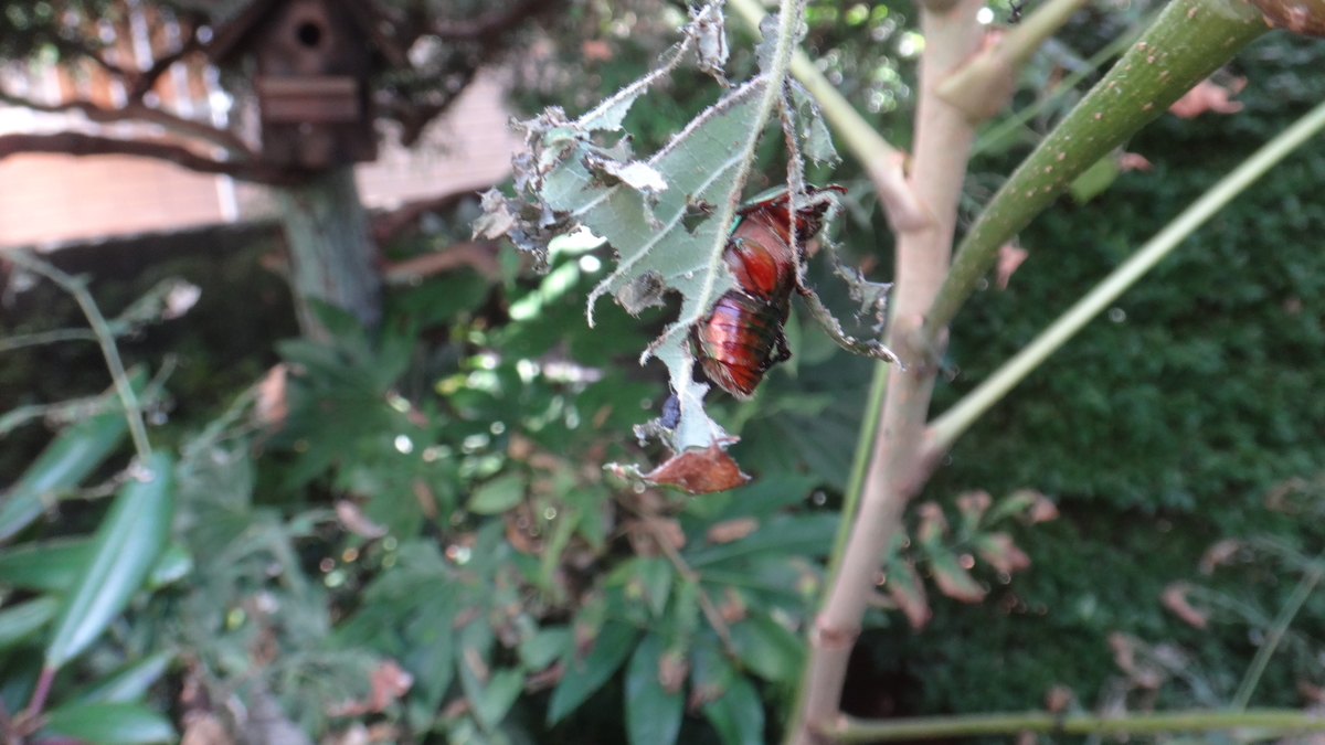 f:id:cafelegume:20190813231030j:plain f:id:cafelegume:20190813231030j:plain