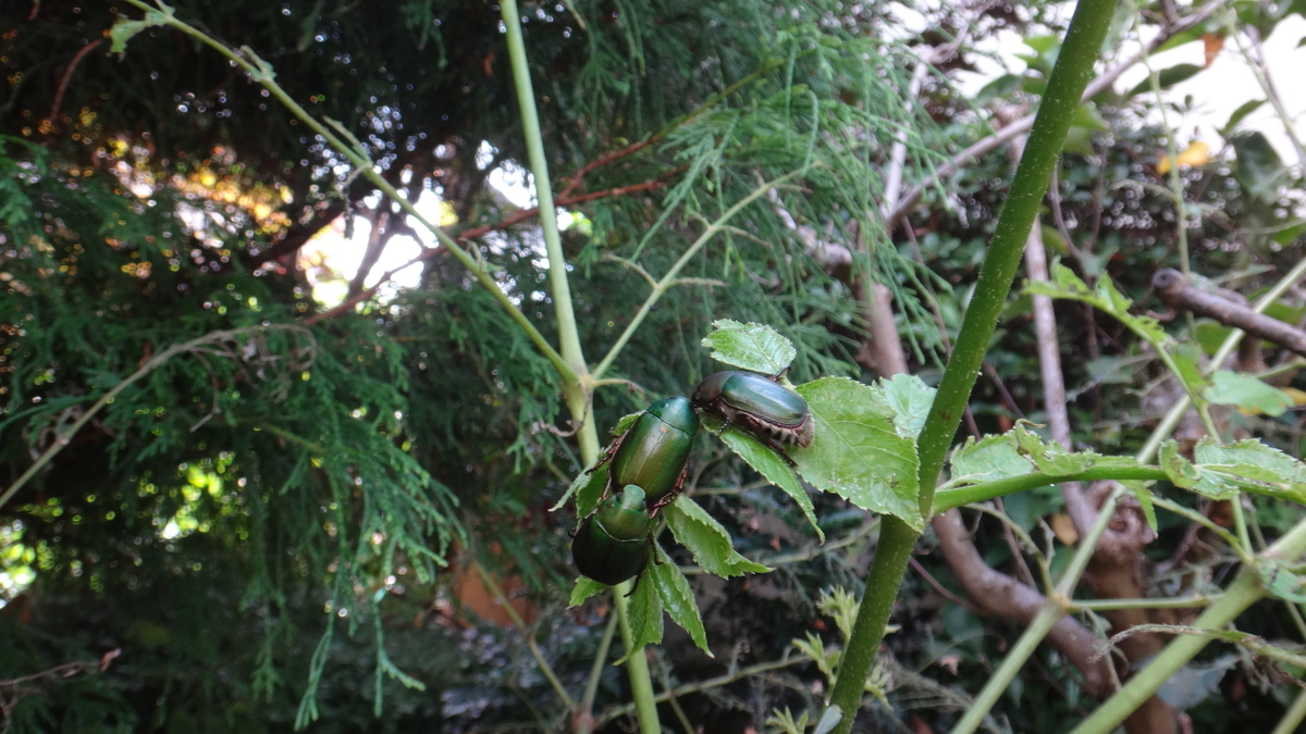 f:id:cafelegume:20190813231122j:plain f:id:cafelegume:20190813231122j:plain