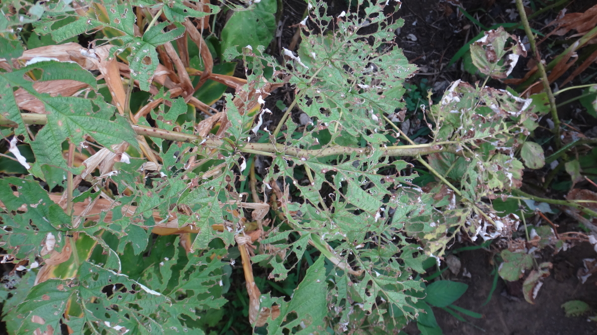 f:id:cafelegume:20190813231509j:plain f:id:cafelegume:20190813231509j:plain