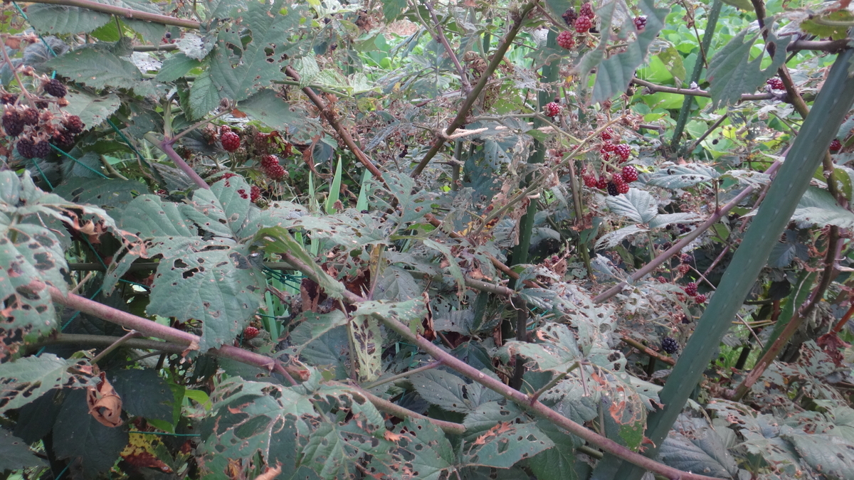f:id:cafelegume:20190813231612j:plain f:id:cafelegume:20190813231612j:plain