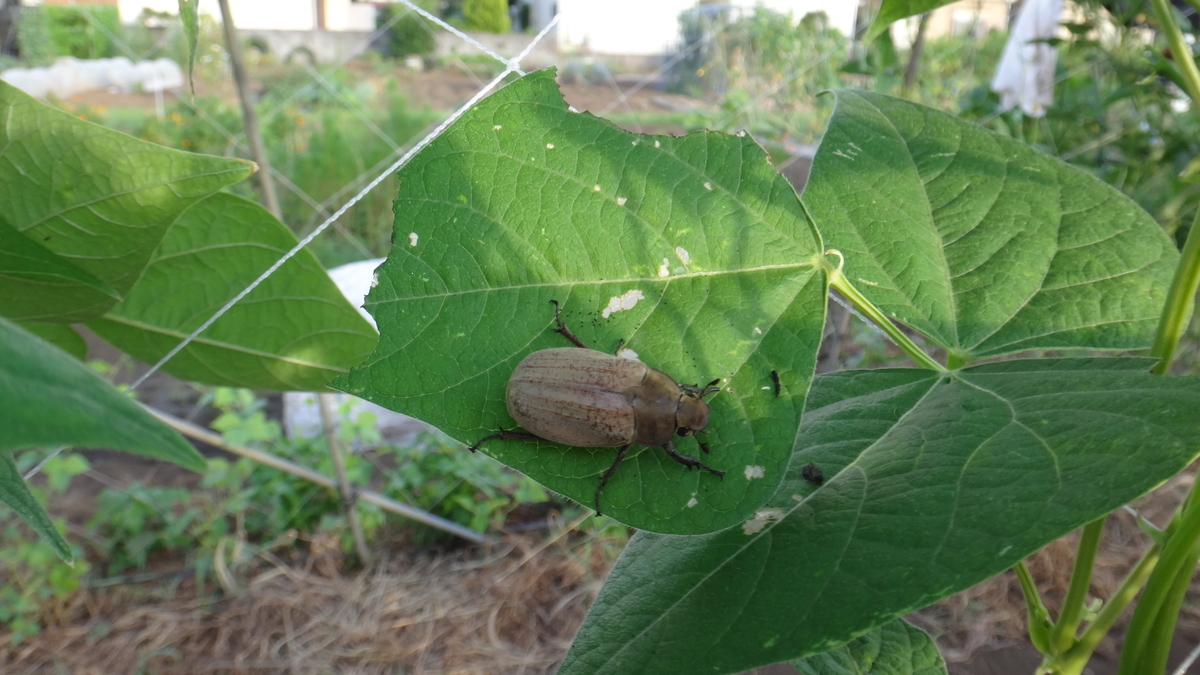 f:id:cafelegume:20190813232254j:plain f:id:cafelegume:20190813232254j:plain