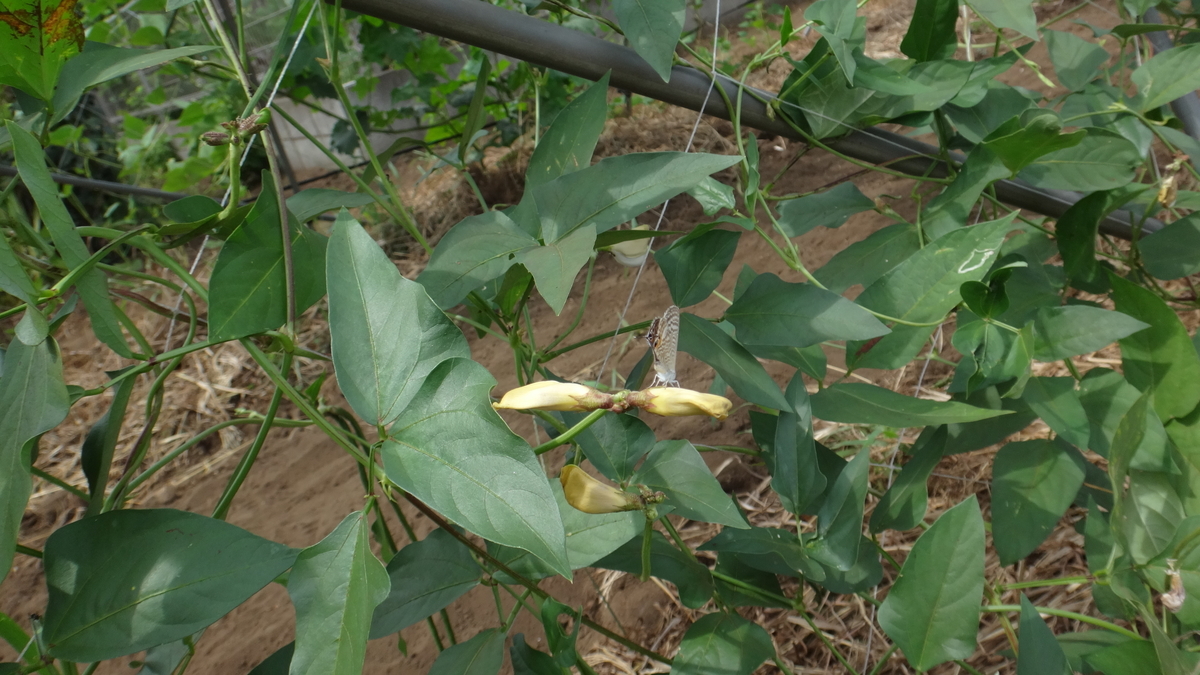 f:id:cafelegume:20190814225911j:plain