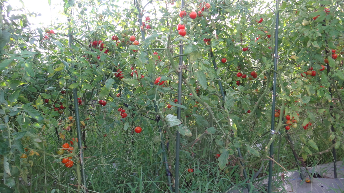 f:id:cafelegume:20190814231745j:plain