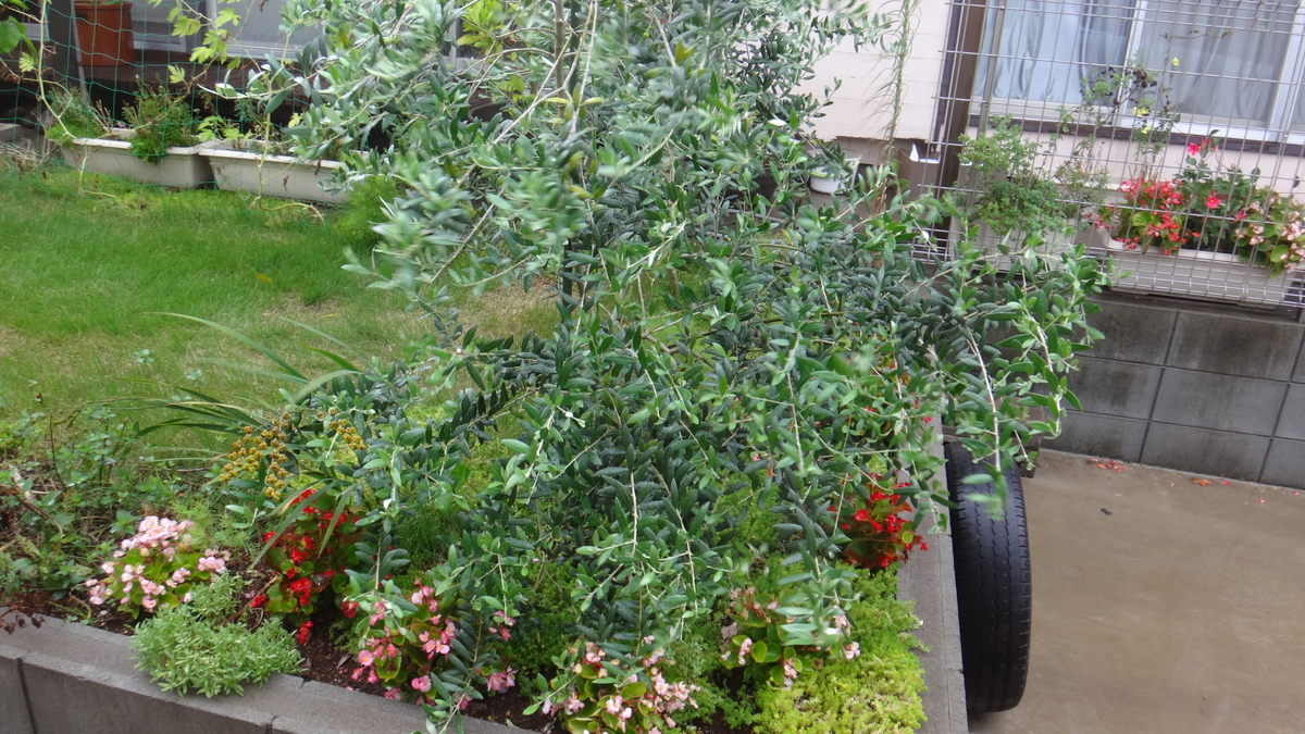 f:id:cafelegume:20190815225721j:plain