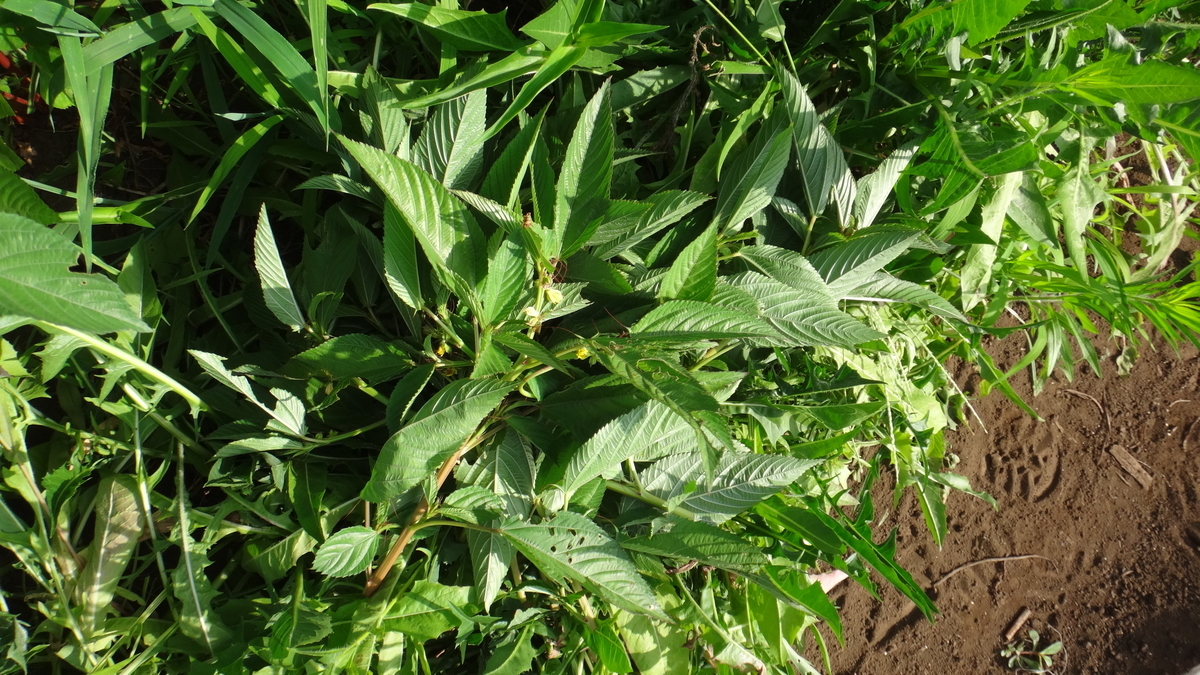 f:id:cafelegume:20190815232633j:plain