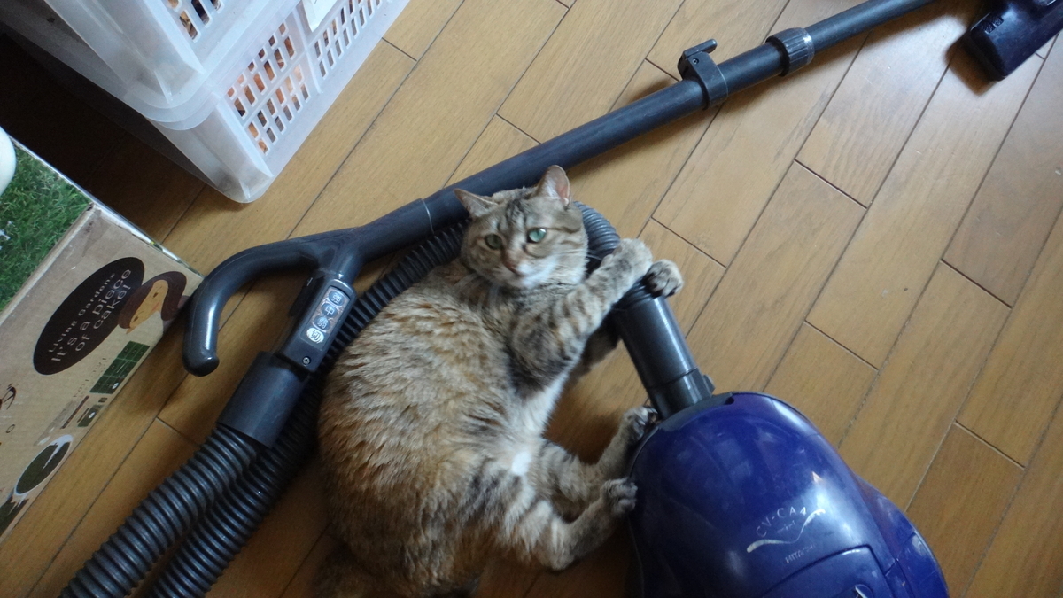 f:id:cafelegume:20190815234406j:plain