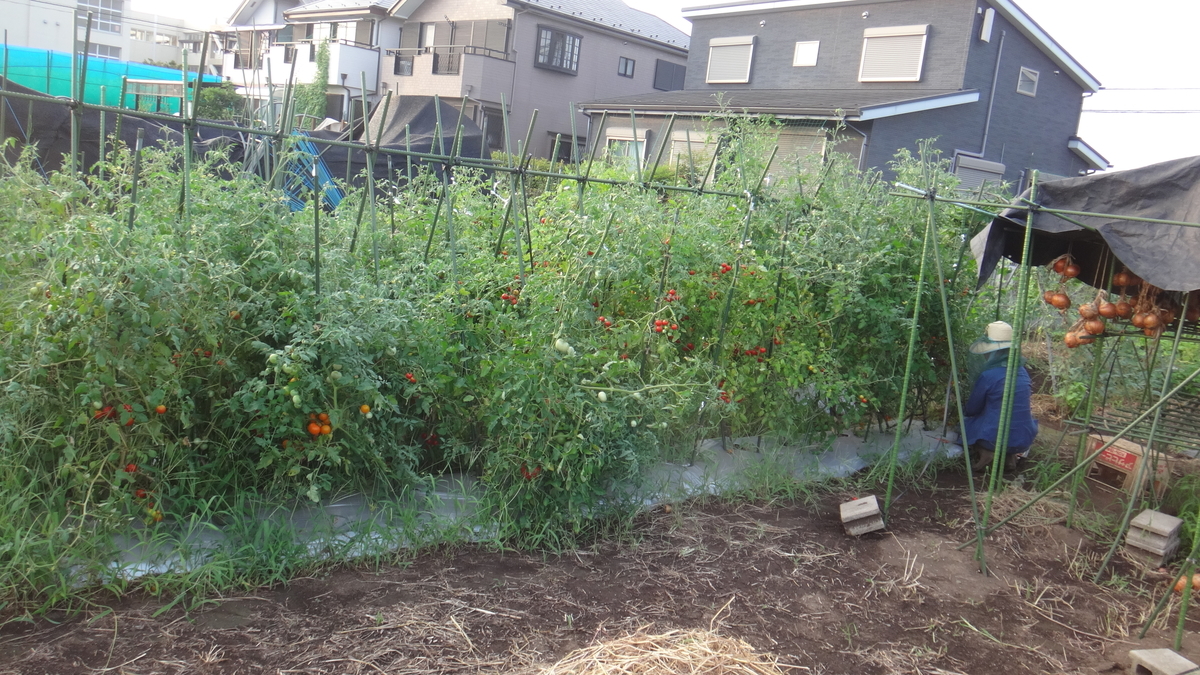 f:id:cafelegume:20190817225101j:plain