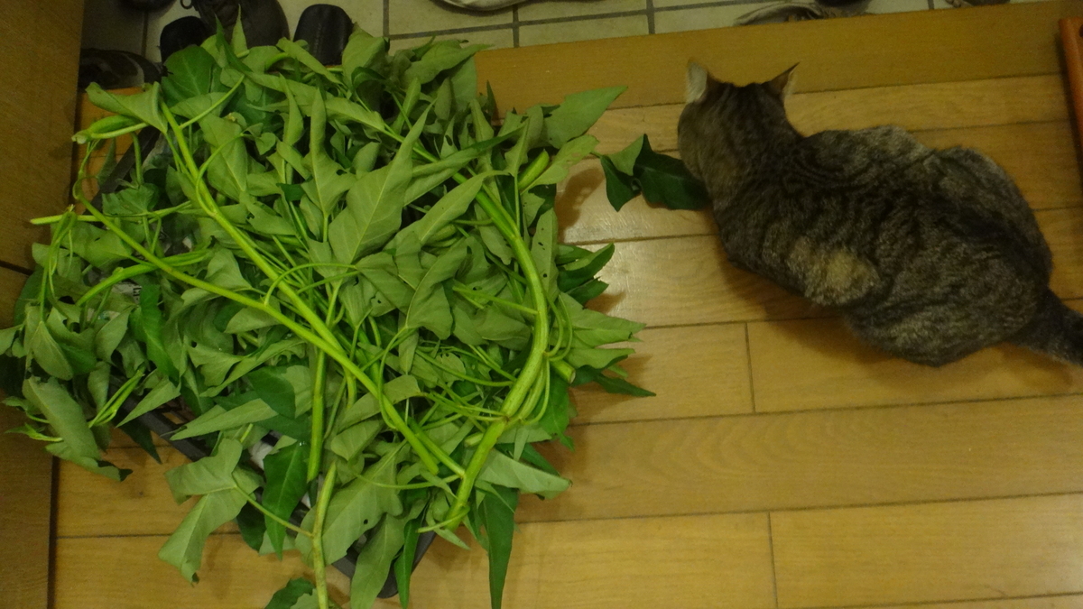 f:id:cafelegume:20190819234801j:plain