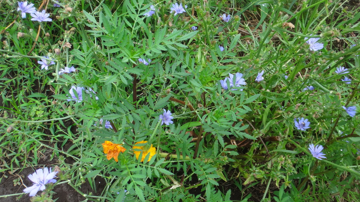 f:id:cafelegume:20190820224615j:plain