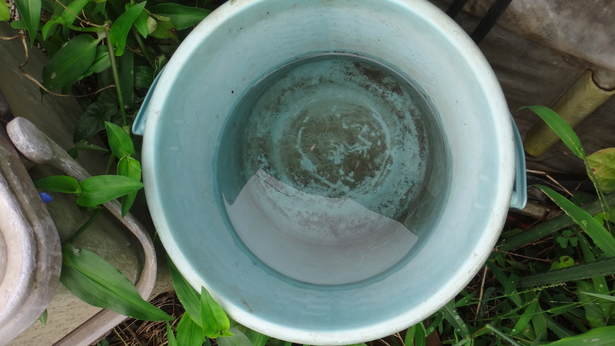 f:id:cafelegume:20190820225607j:plain