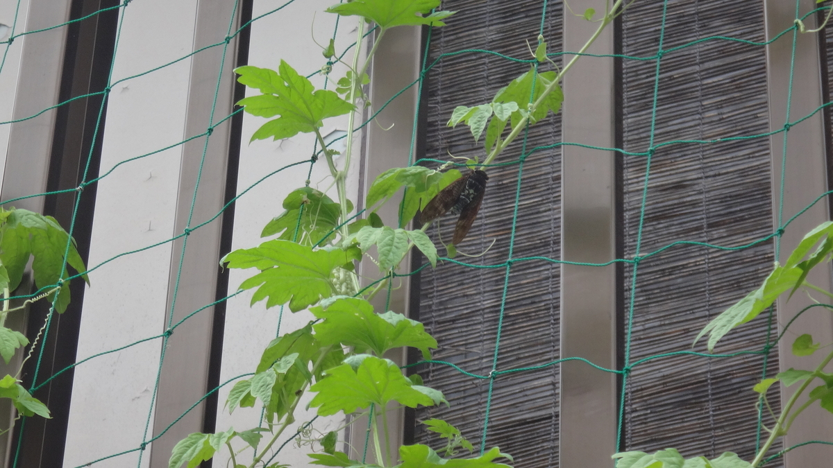 f:id:cafelegume:20190821222144j:plain