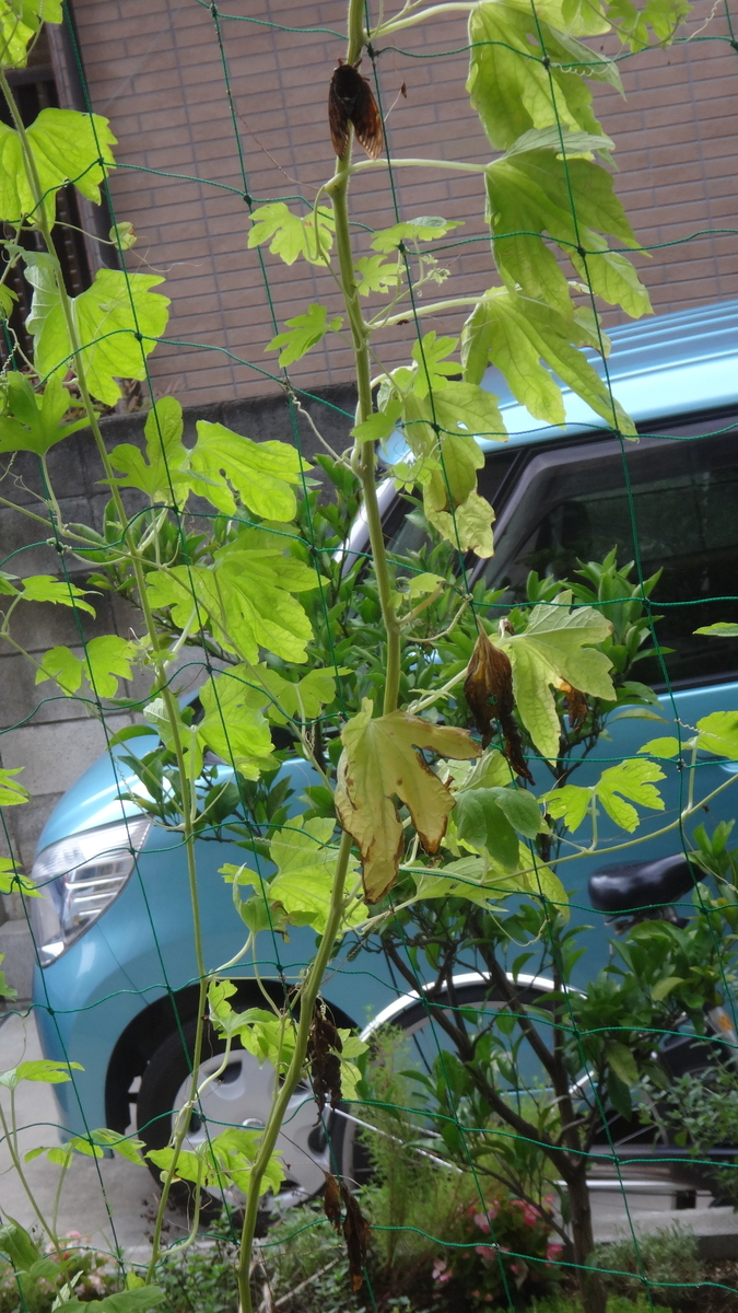 f:id:cafelegume:20190821222634j:plain